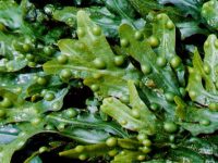 Emagreça com a ajuda dessa alga poderosa: conheça a Alga Fucus