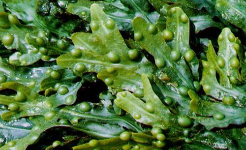 Emagreça com a ajuda dessa alga poderosa: conheça a Alga Fucus