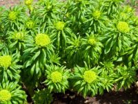 Conheça rhodiola: Combate depressão, fadiga e ajuda a emagrecer