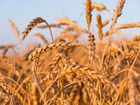 Benefícios do centeio para a saúde