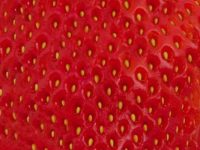 Morangos: saudáveis e deliciosos