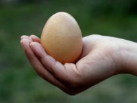 Por que comer ovo?
