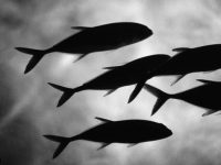 Tudo o que você precisa saber sobre o mercúrio dos peixes