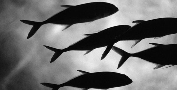 Tudo o que você precisa saber sobre o mercúrio dos peixes