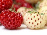 Conheça os benefícios dos morangos brancos