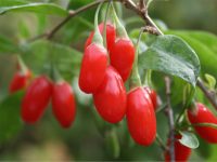 Beneficios do goji berry