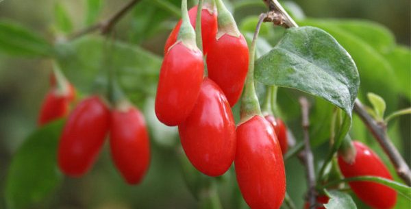Beneficios do goji berry