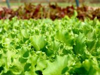 Benefícios da alface