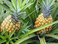 Benefícios do abacaxi