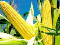 Benefícios do milho