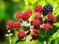 Benefícios da amora