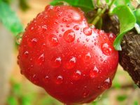 Benefícios da  acerola