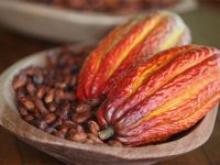 Benefícios do cacau