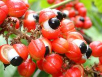 Benefícios do guaraná