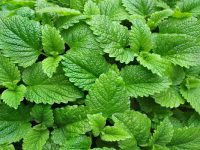 Benefícios da erva cidreira